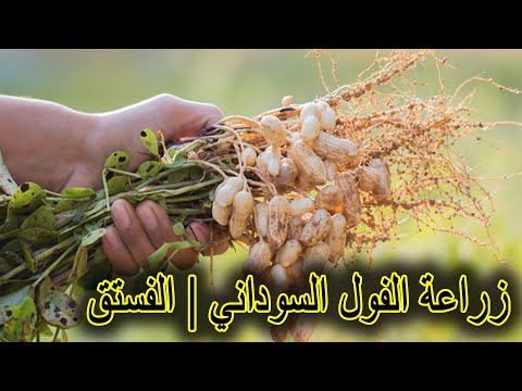 فيديو: كيف ينمو الفول السوداني: زراعة الفول السوداني في حديقة منزلية
