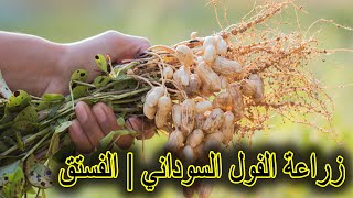 زراعة الفول السوداني بالمنزل