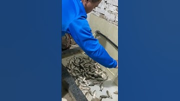 Báo cá diếc nha các bác #cauca #fishing #câucá #caucathugian #caucadiec