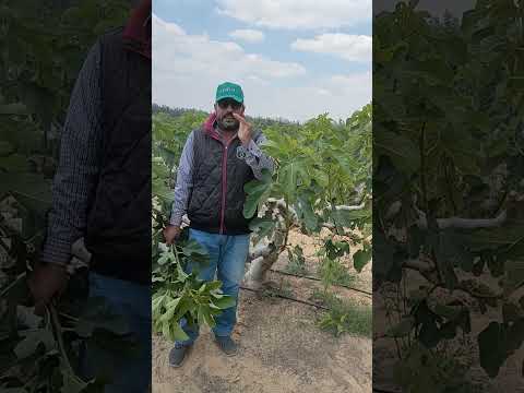 التين خطير فيديو خطير جدا عن التين الاسباني