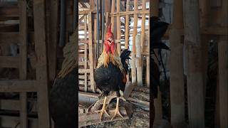 Chicken Good Morning Ringtones chicken ringtone ayam