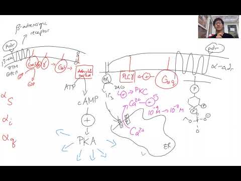 TWR Biochemistry - Metabolism II (Thai) Glycogen metabolism