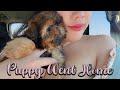 SHIH TZU PUPPY GO TO HER FUREVER HOME || Happy Father's Day の動画、YouTube動画。