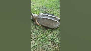 Feisty Snapping Turtle Takes On a Big Stick