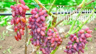 Виноград Журавчик вишневый - урожай в год прививки
