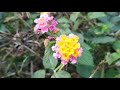 Xiaomi Mi 9 Camera Recording Video Test Review | Awesome Garden Flower Video Test Mi9