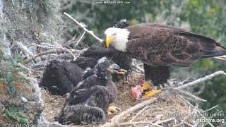 West End Bald Eagle Catalina USA - Thunder z 🐟 karmi  WE1, WE2, WE3  2024 04 20