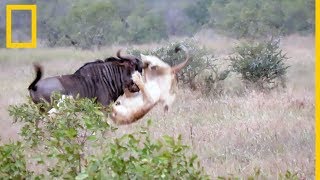 Dos Leones Intentan Cazar A Un ñu Encabritado National Geographic En Español Youtube