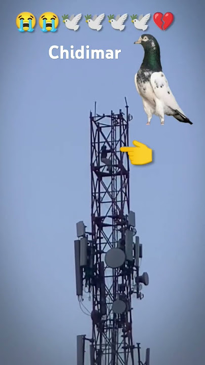 vlog Day 150 🕊🕊🕊😭😭💔 kabutar ko chidimar Ne Tower ke upar se pakad liya#piegeon#birds#shots #kabootar