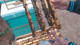 غذاء ملكات النحل بلدي من جبل الزاوية (السلاح السري لزيادة الطاقة والقوة و المناعة و قدرة التحمل)