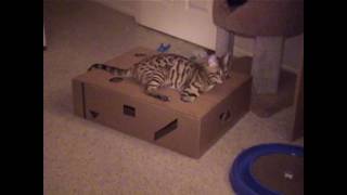 Holey Bengal Box! by Sootikins 1,968 views 15 years ago 4 minutes, 45 seconds
