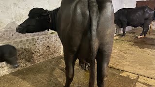 سجری سوی نیلی راوی نسل کی خوبصورت بھینسیں/Best Buffalo in my dairy farm with 25kg milk 100%grantee