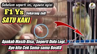 Hasil Pengobatan KENARI PATAH Tulang Yang Saya OPERASI | Gara-gara Salah cara potong RING.