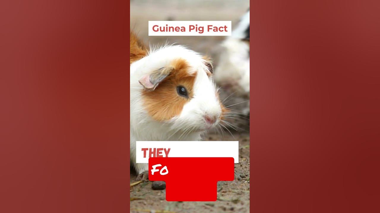 Guinea Pig Vision How Do Guinea Pigs See can guinea pigs see