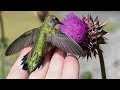 Once In A Lifetime Bird Photography Experience with the Nikon D850 - Hummingbird Lands in My Hand