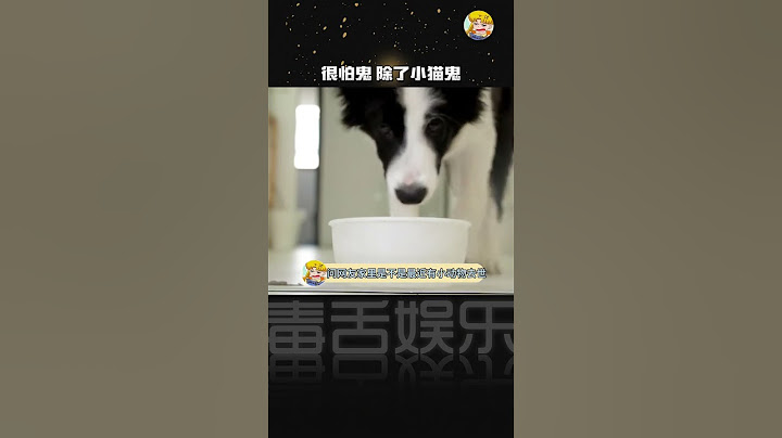 很怕鬼，但要是小猫鬼的话也不是不可以#小猫鬼 #猫咪的迷惑行为 #玄学 #神奇动物在抖音#shorts