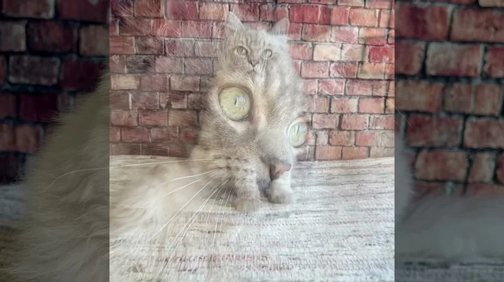 Watch the video about Edith of Masterpiece Ragdolls