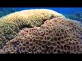 Paul-Ranky-Tubbataha-01-Dives-RangerStation-AmosRock-Ko-ok-4Kvideo-MasterEdit-HD