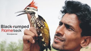 Blackrumped Flameback Woodpecker bird |Full Documentary|