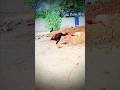 Aseel Murga Fight Aseelmurga Aseellovers Biralshort Aseel Murga Fight Aseelmurga Aseellovers Biralshort