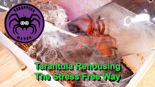 Tarantula Rehousing The Stress Free Way