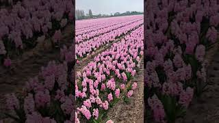 Parfumul care îți transformă grădina în vis 🌸 #gradina #flowers #primavara