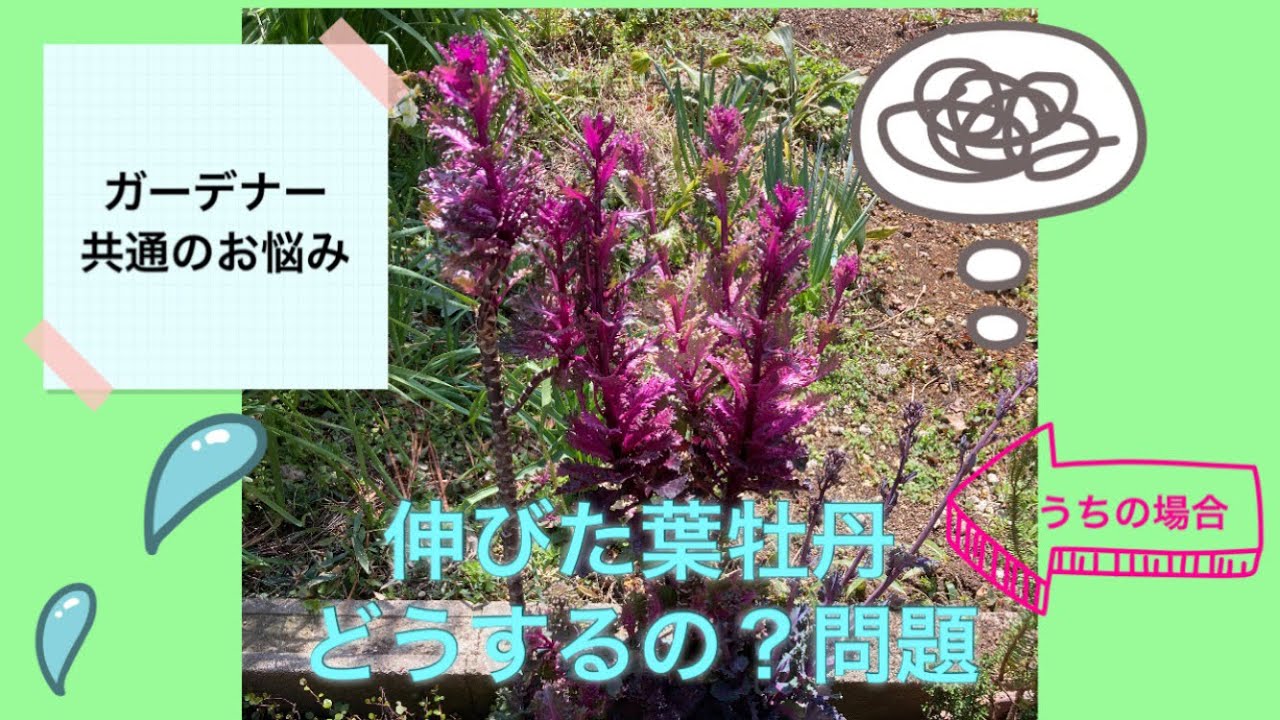 伸びた葉牡丹どうするの？」問題 - YouTube