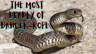 Eastern Brown: The Deadliest Australian Snake | Aussie Animals