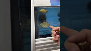 Breaking News Fish From Spongebob