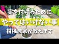 【本に載ってない】鉢植え柑橘で実を成らせる為にやってはいけないことをプロ農家が実演・解説