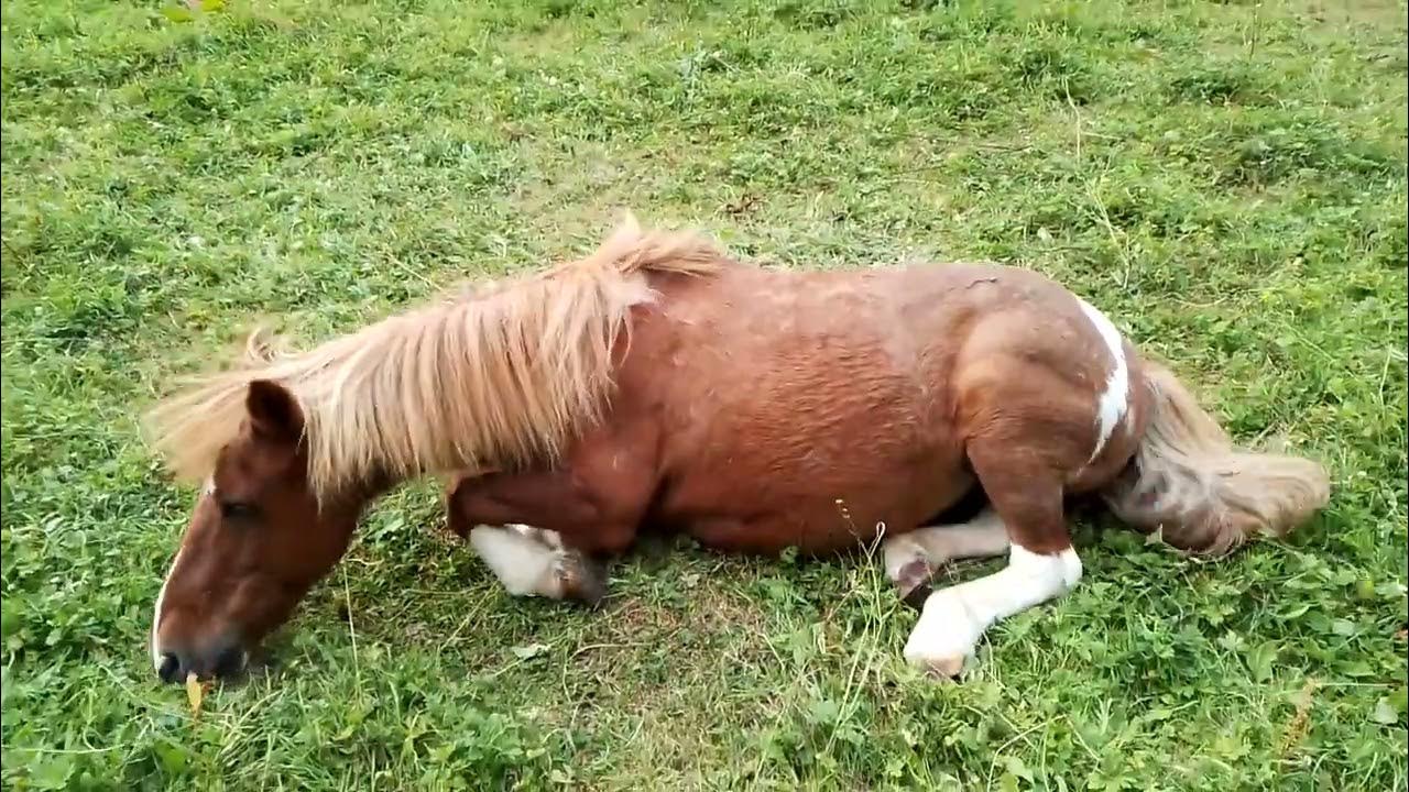 Difficultés respiratoires chez le cheval allergie, asthme ou emphysème ? Les symptômes ? YouTube