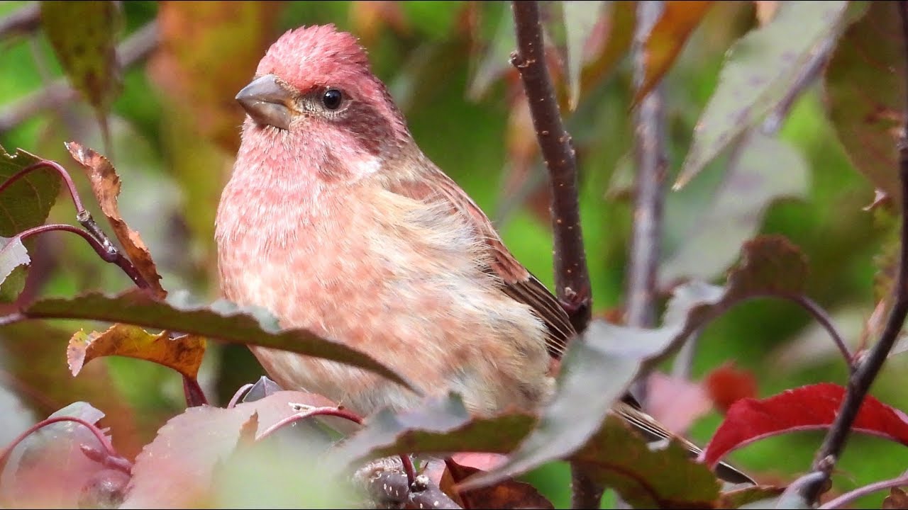pic flamboyant quebec Roselin pourpré / Purple Finch