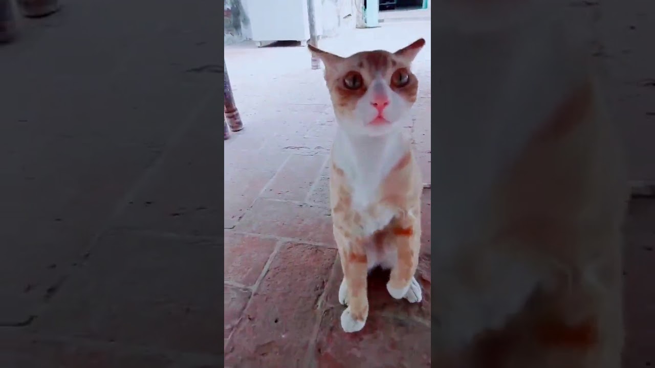 Tiktok Cat – Tik Tok Funny Cat – Cute Cat Videos ...
 |Tiktok Cat