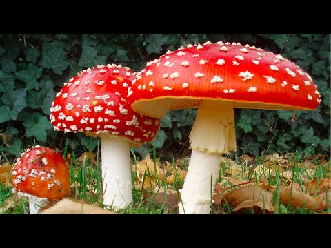 Introduction to Mycology