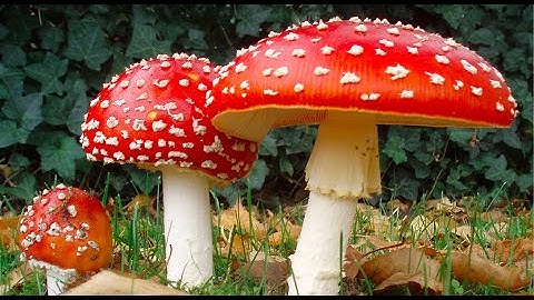 Introduction to Mycology