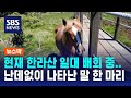 현재 한라산 일대 배회 중…난데없이 나타난 &#39;말 한 마리&#39; / SBS / 뉴스딱