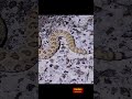 Baby Mohave Rattlesnakes Everywhere!