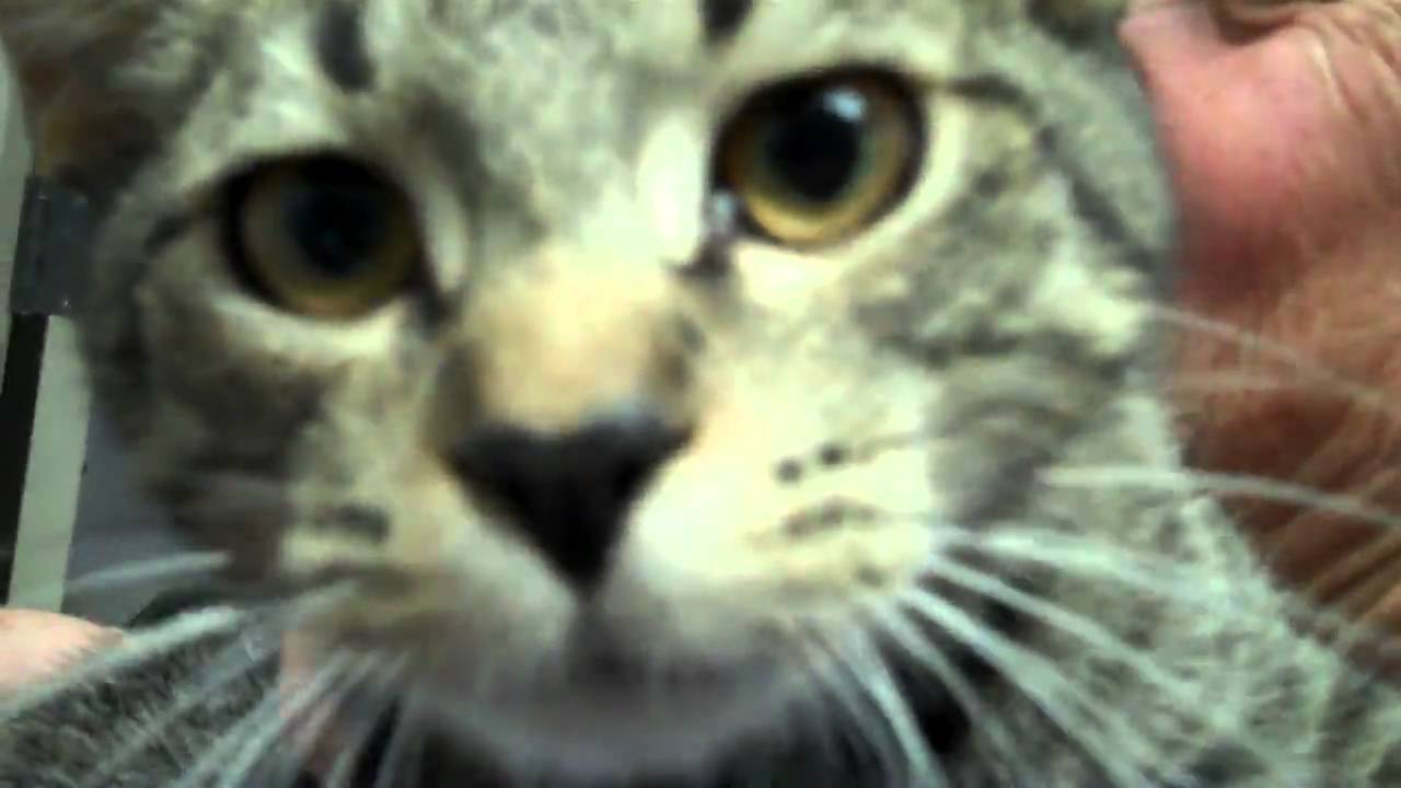 City of Escalon Animal Shelter YouTube