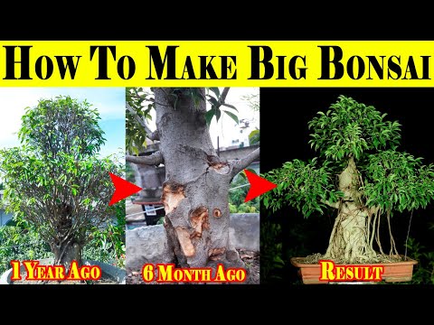 Βίντεο: Ficus σε σχήμα λύρας και θαμπό