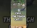 Ciko, the tough cat!!!! #shorts #trensing #funnycats