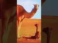 Untth🐫ki Anokhi khubiyaa# allah# knowledge# islamic short#