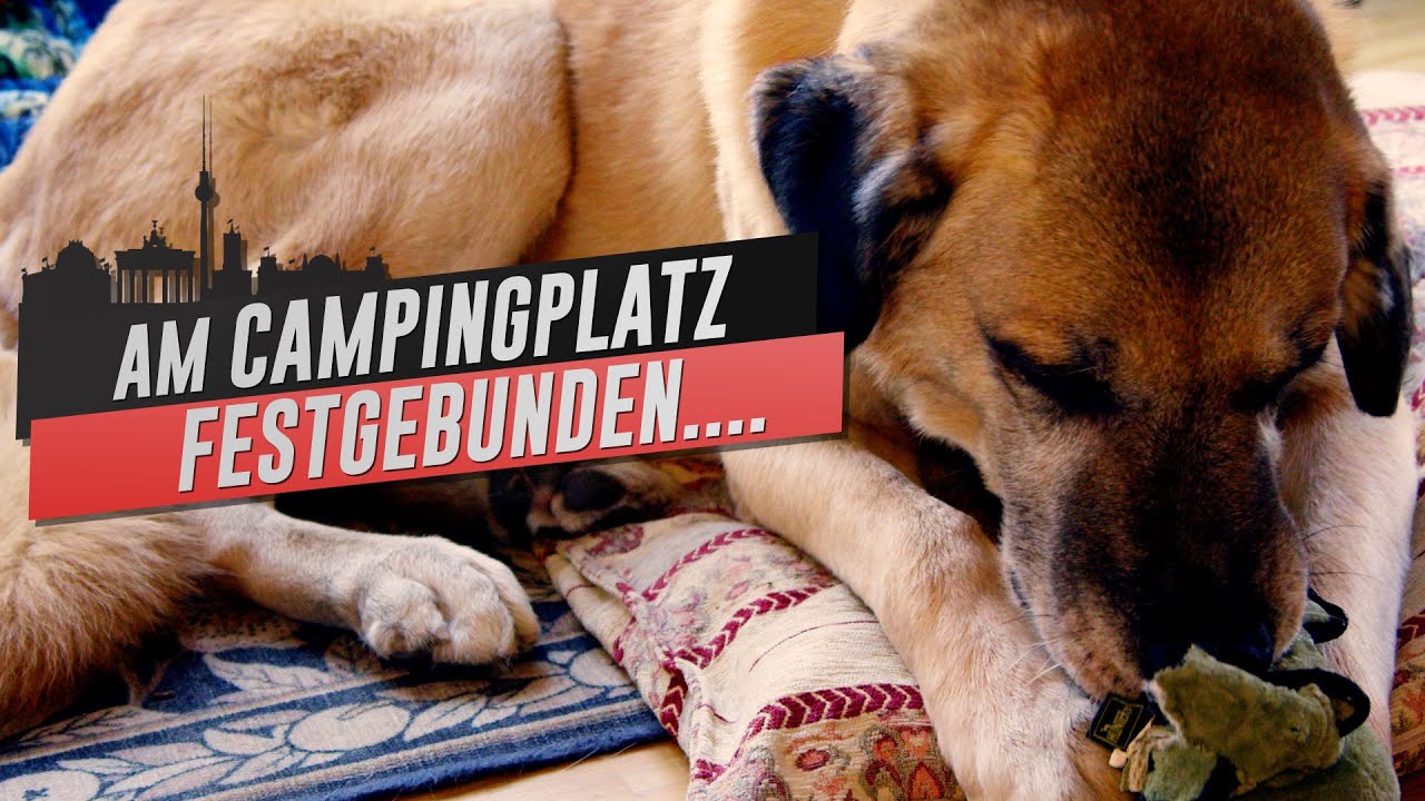 Der traurigste Hund im Tierheim - Wie lebt Otis heute?