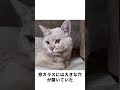 子猫が怒りのままに10階を這い上って家猫をボコボコに