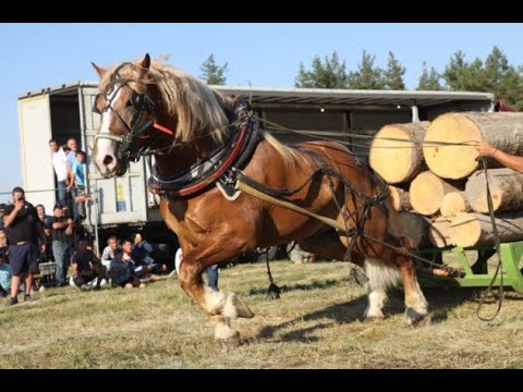 Видео: Породата на най-големите коне. Рекордите на Гинес: Най-големият кон