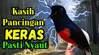 PANCINGAN MURAI BATU GACOR AMPUH MENJADIKAN murai batu agar cepat bunyi NYAUT