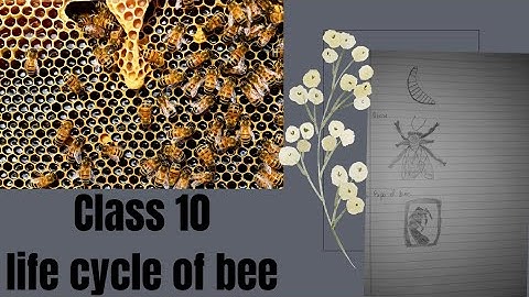 #class10 science solution!! life cycle of bee!! full notes and exercise!!