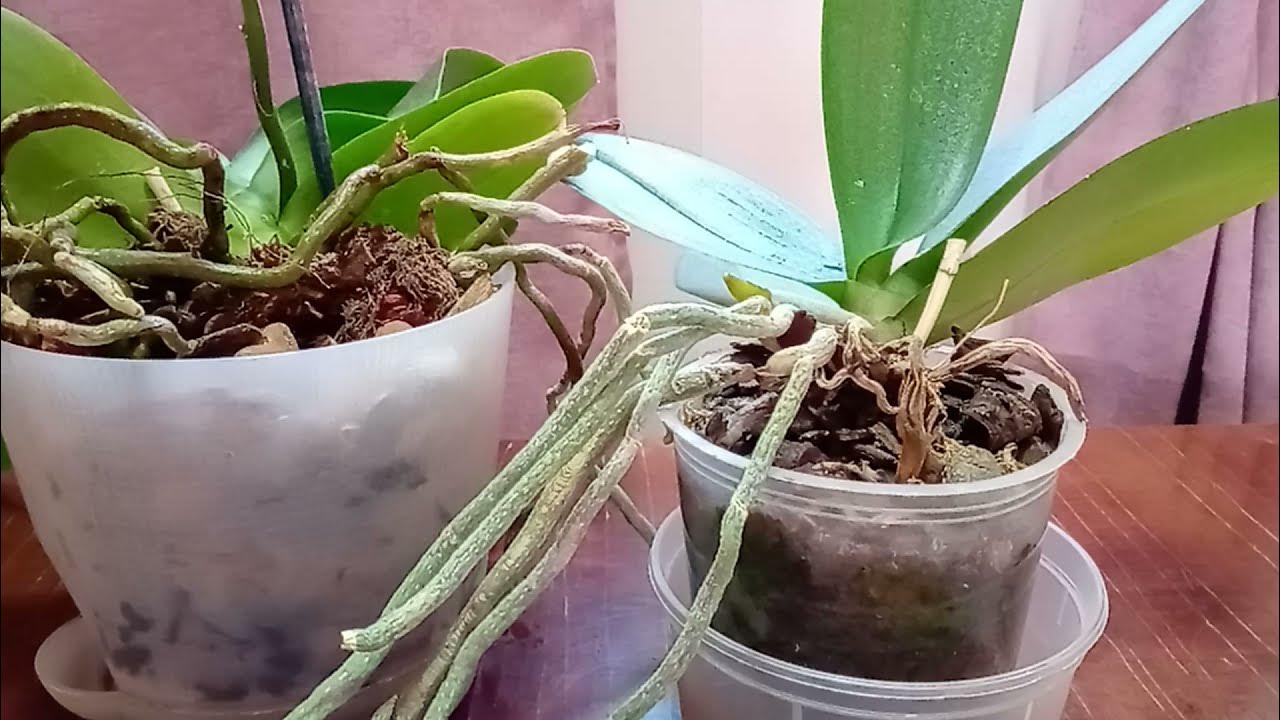 Воздушные корни орхидеи. Орхидея в горшке воздушные корни. Корни у орхидеи вылезают из горшка. Орхидея вылезла из горшка что делать