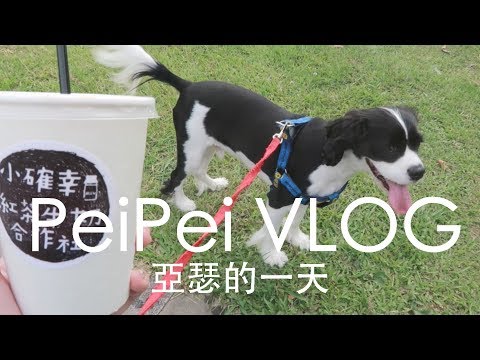 【PeiPei VLOG】亞瑟的一天 - 【PeiPei VLOG】亞瑟的一天
