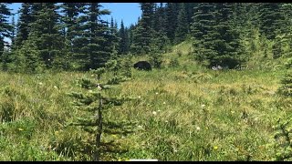 Mount Rainier, WA, Kautz Creek, 9 mi hike (black bear)