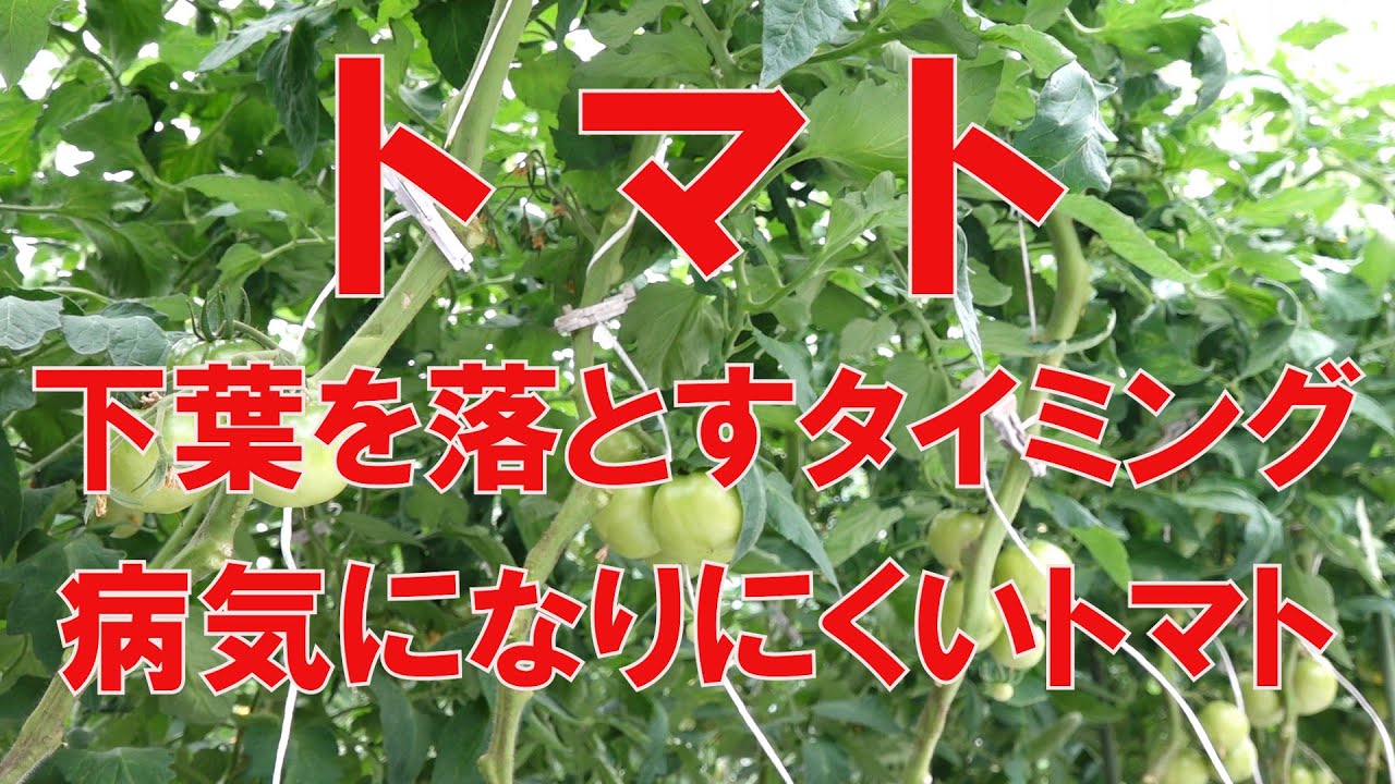トマトの下葉を落とすタイミング 病気になりにくいトマトの作り方19 6 7 700 Youtube